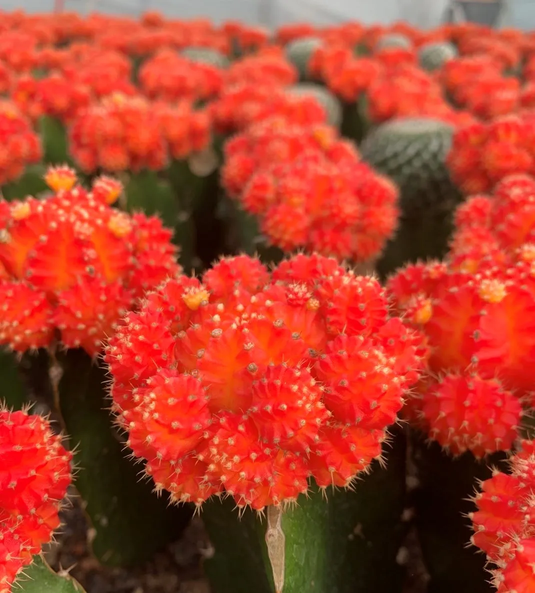 
Guaranteed quality beautiful real plant gymnocalycium mihanovichii cactus for indoor or outdoor 