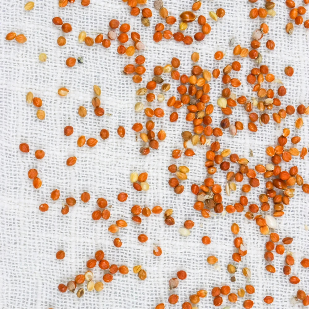 
Export Chinese Natural Organic Red Millet For Bird Food 