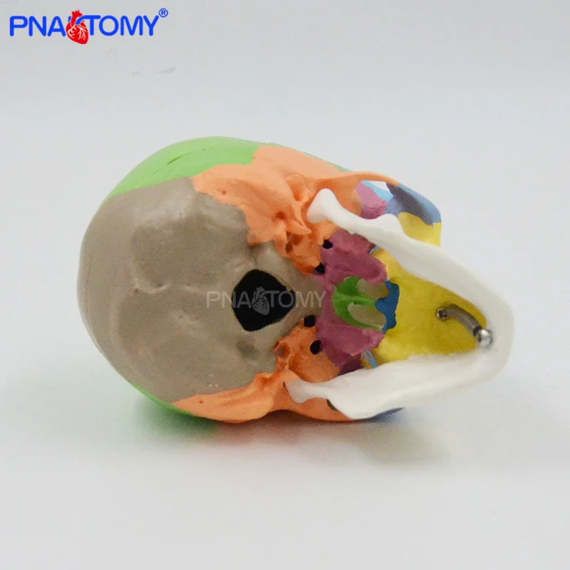 Colored Mini Skull Model Human Anatomical Head medical Cheap skull Anatomy Convenient PVC Teaching Tool Painting Sculpt Used