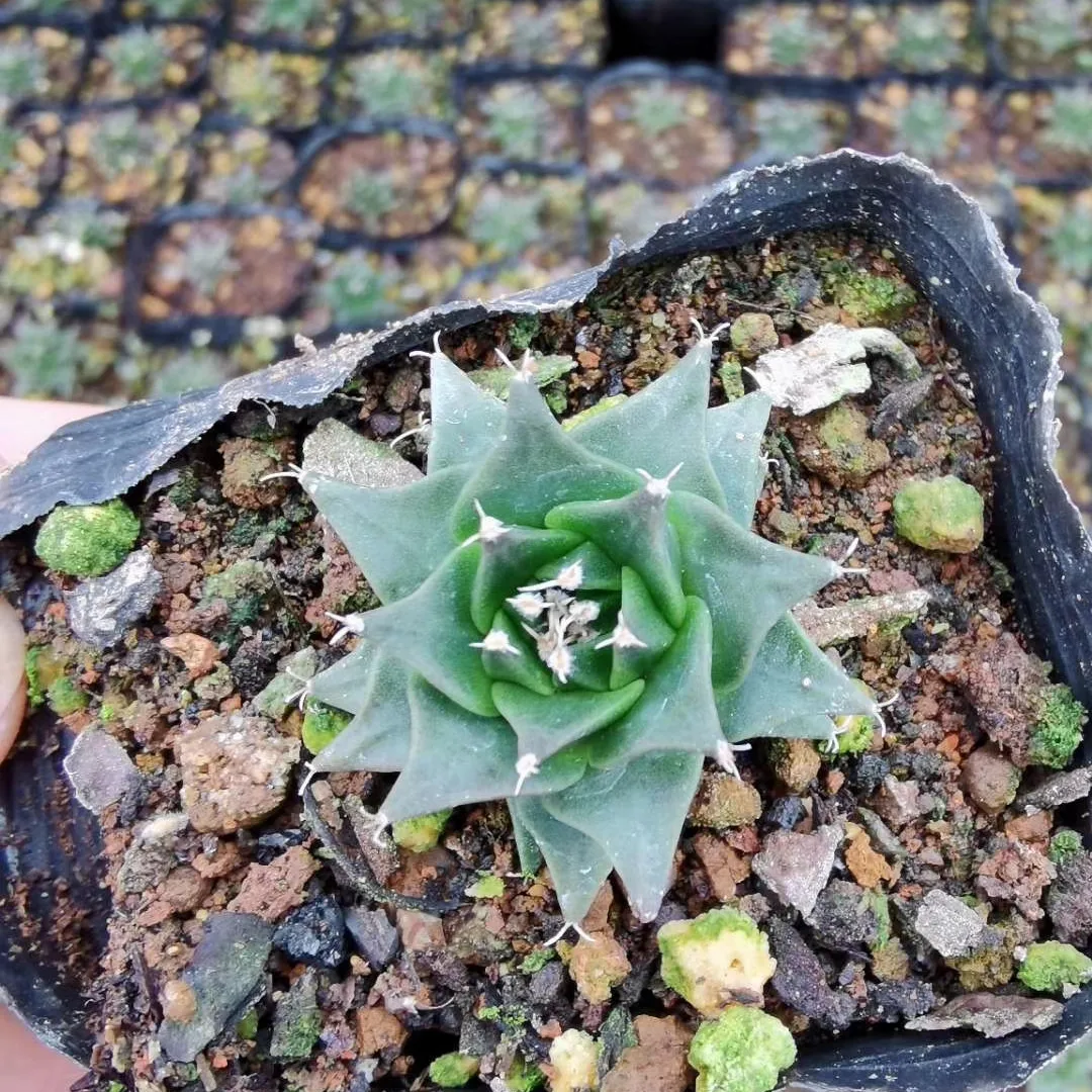 
Wholesale cactus real cactus natural plant woody plants blooming cactus 