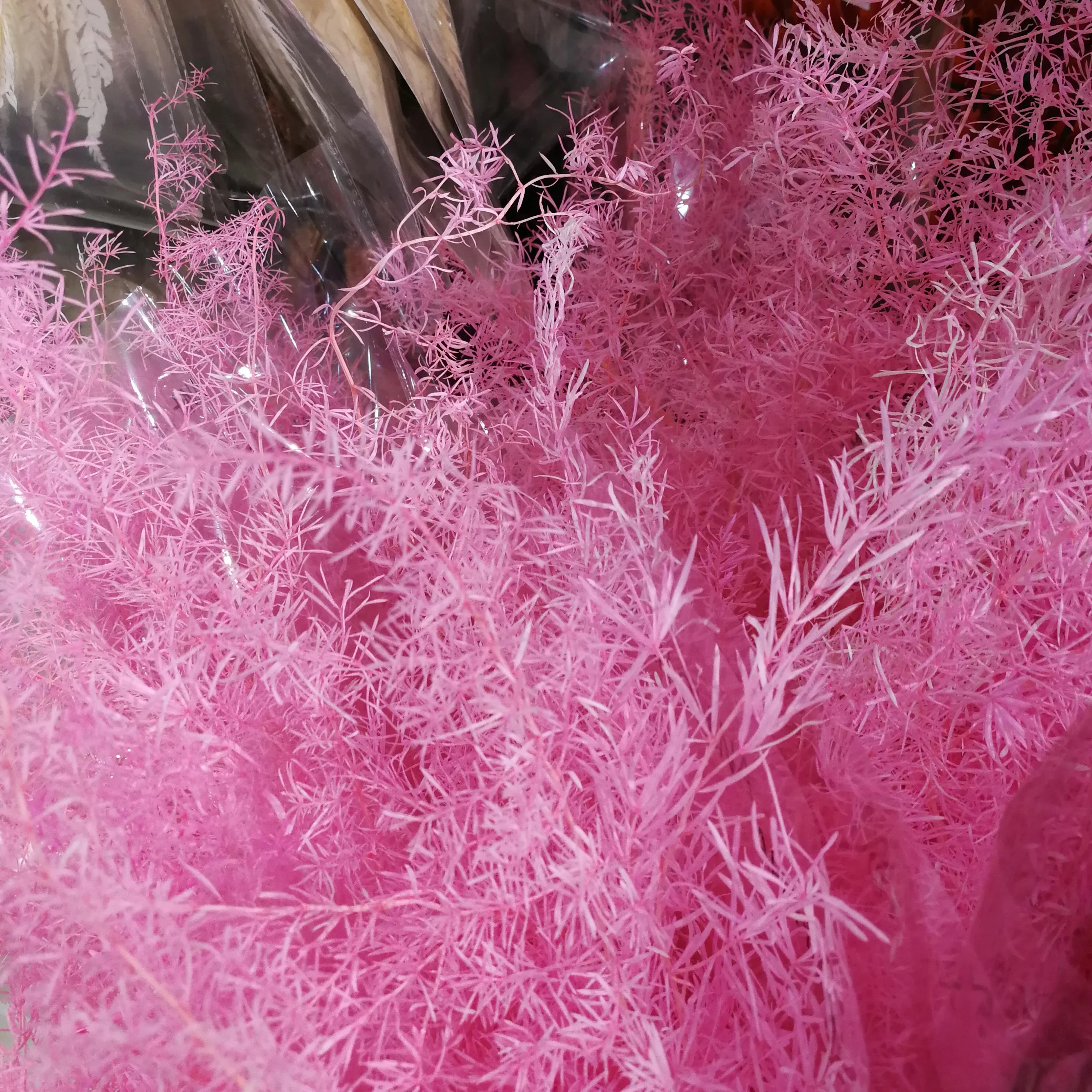 preserved Asparagus cochinchinensis (Lour) Merr colorful preserving foliage