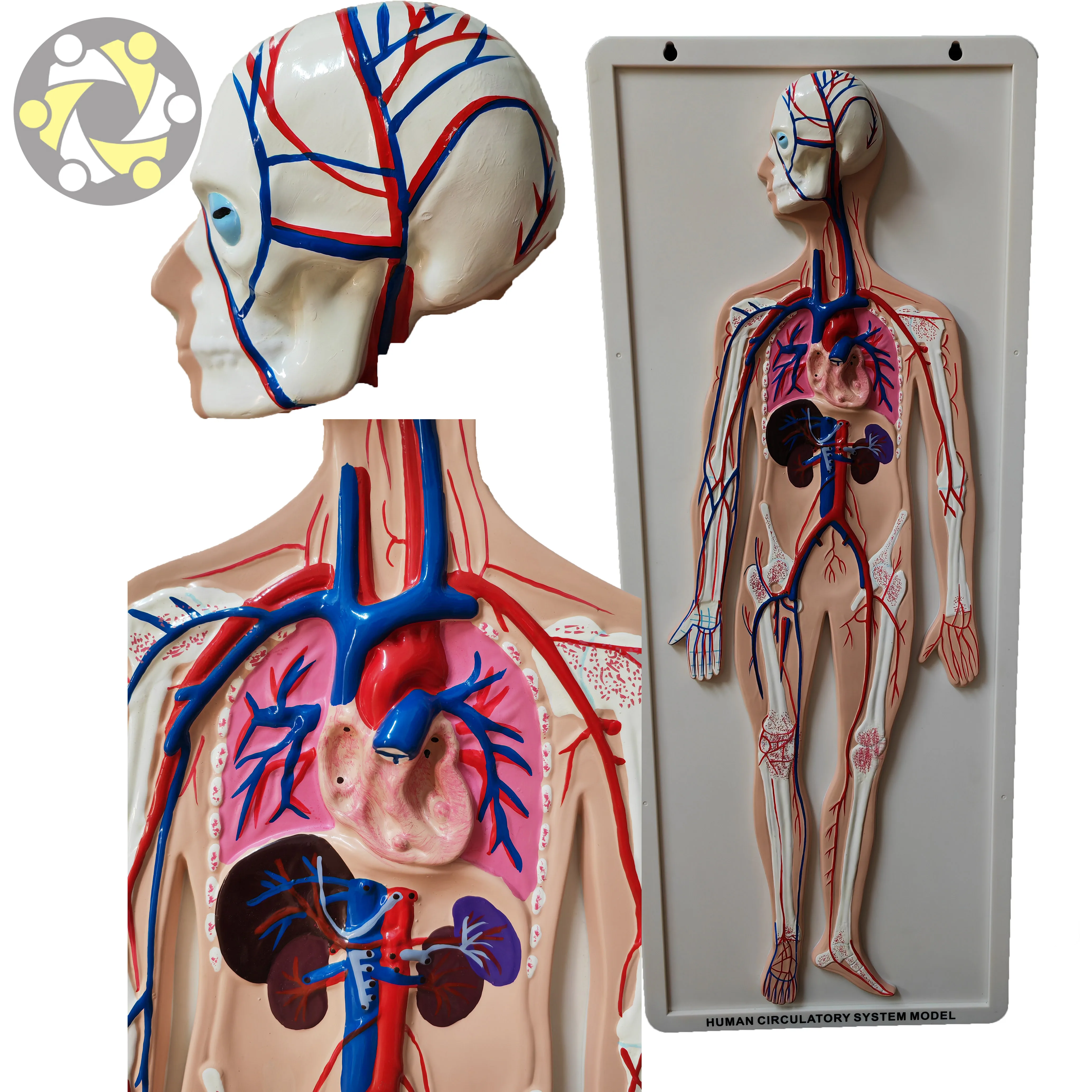 Model of Human Blood Circulatory System for Teaching Human Anatomy Medical Science