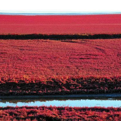 2021 New arrival Drought Resistant High quality Suaeda glauca grass seeds for sale