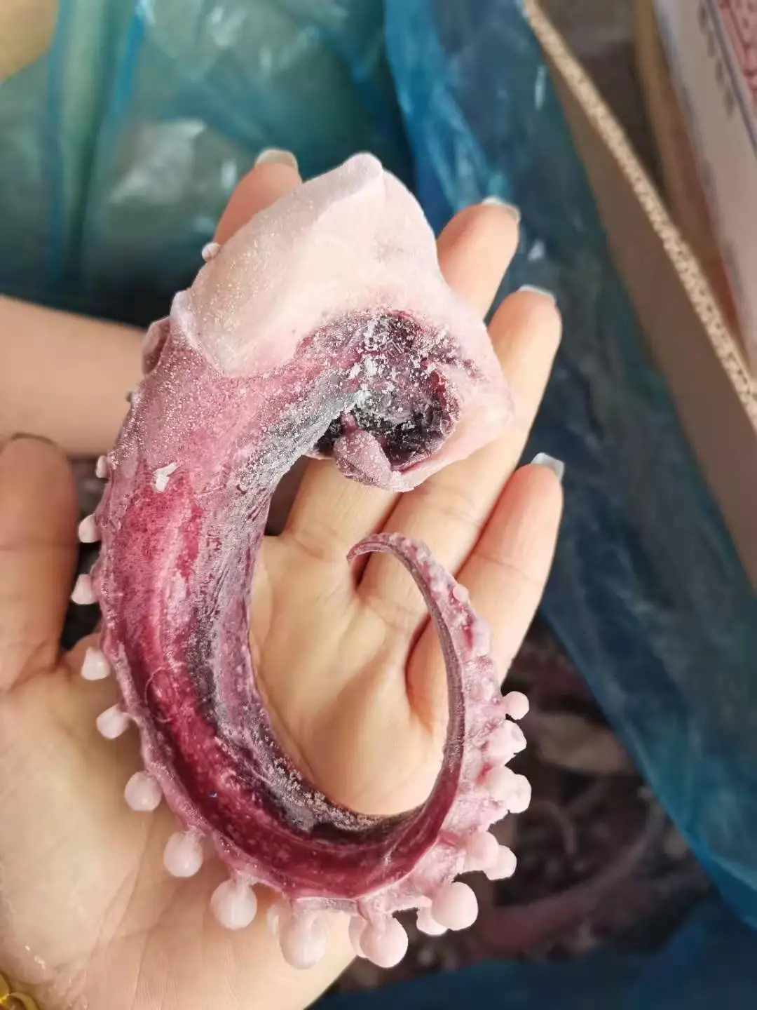  Кальмар щупальца черного кальмар