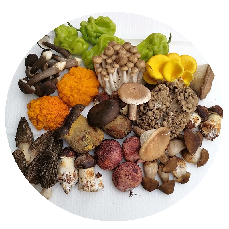 Dry wild mushroom combination 10 kinds of wild truffle beef liver matsutake chicken fir lamb belly
