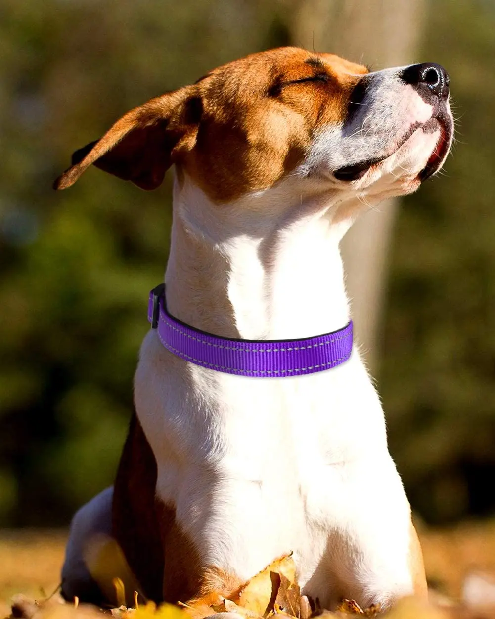 Fondopet Reflective Doged Collar Soft Neoprene Padded Breathable Nylon Pet Collar Dog