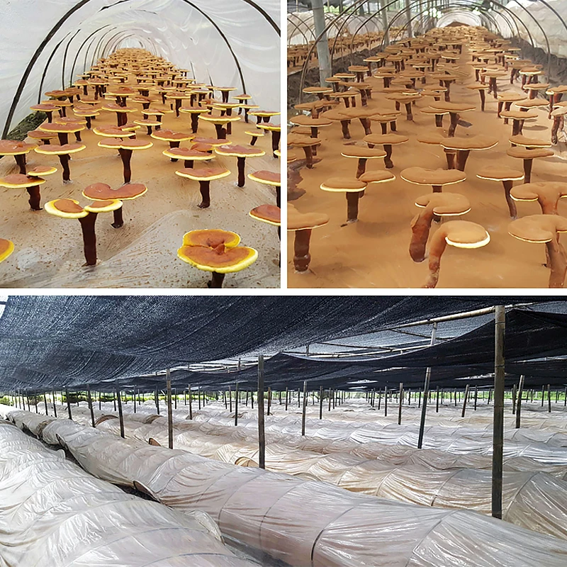 Бесплатный образец, 100% натуральный порошок порошка РАШИ