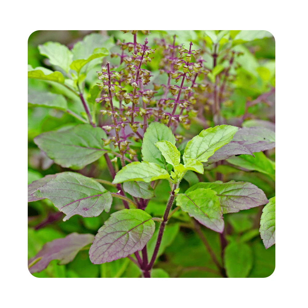 Best Quality Tulsi Leaves Powder For Hair Treatment 100 Gram Packing Custom OEM Private Labelling Available