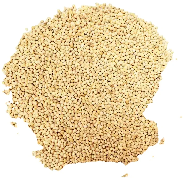 Yellow Millet Glutinous Millet for Bird Feed Gluten-free Grain Yellow Delicious Hulled Millet for human eating