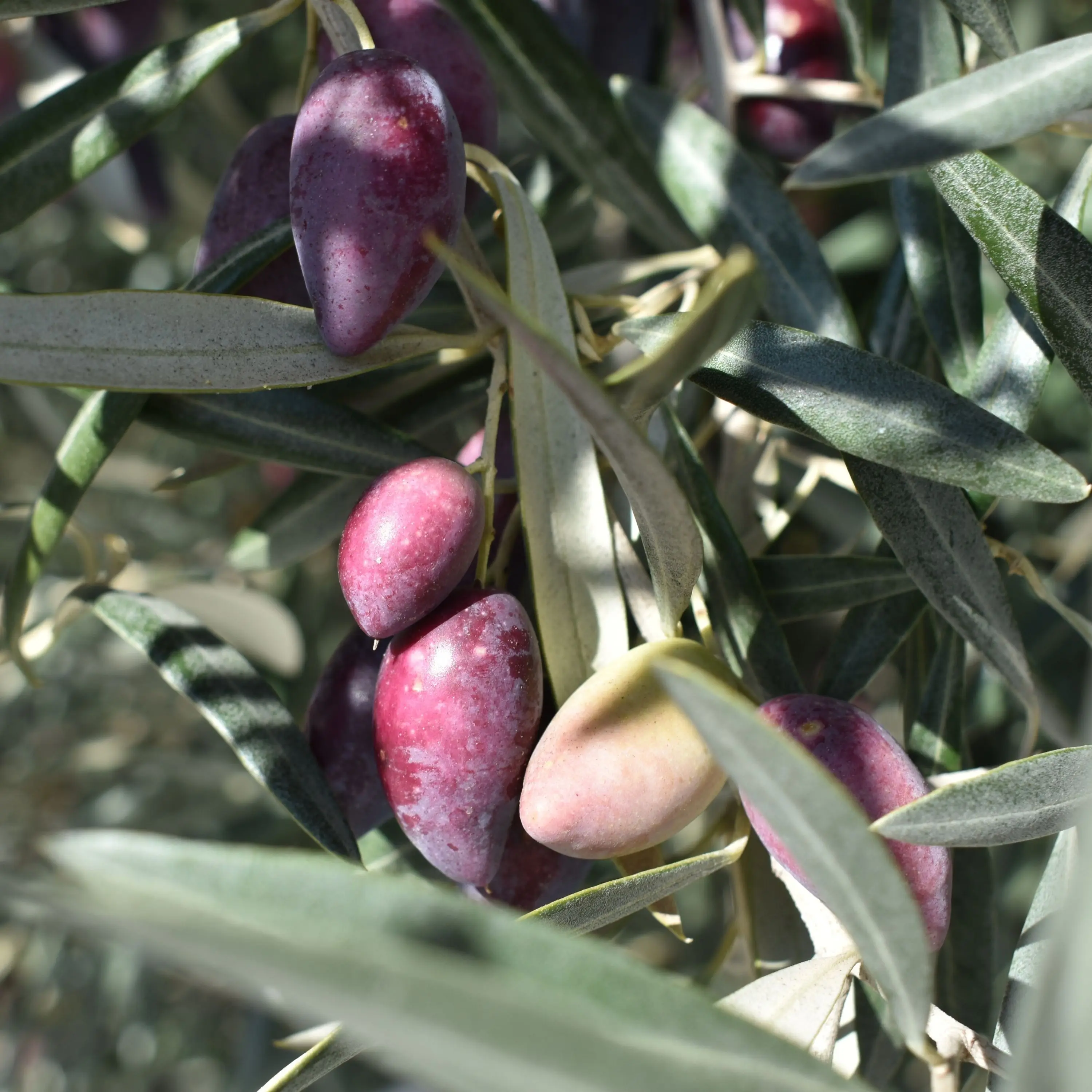 Private Label Extra Virgin Olive Oil 25 L Plastic Jerrycan for horeca & foodservice, 100% Spanish Olive Oil