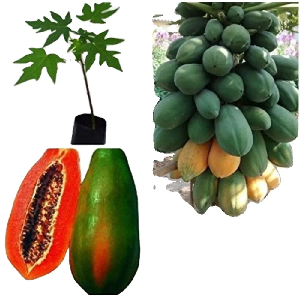 New Production material for Pawpaw red glory f1 for export