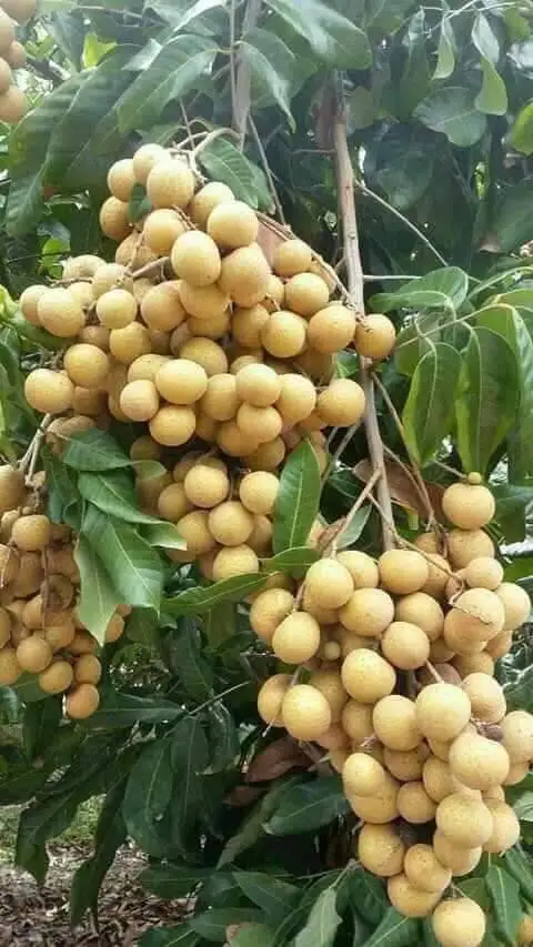 Longanic   Fruit Sweet  From Thailand