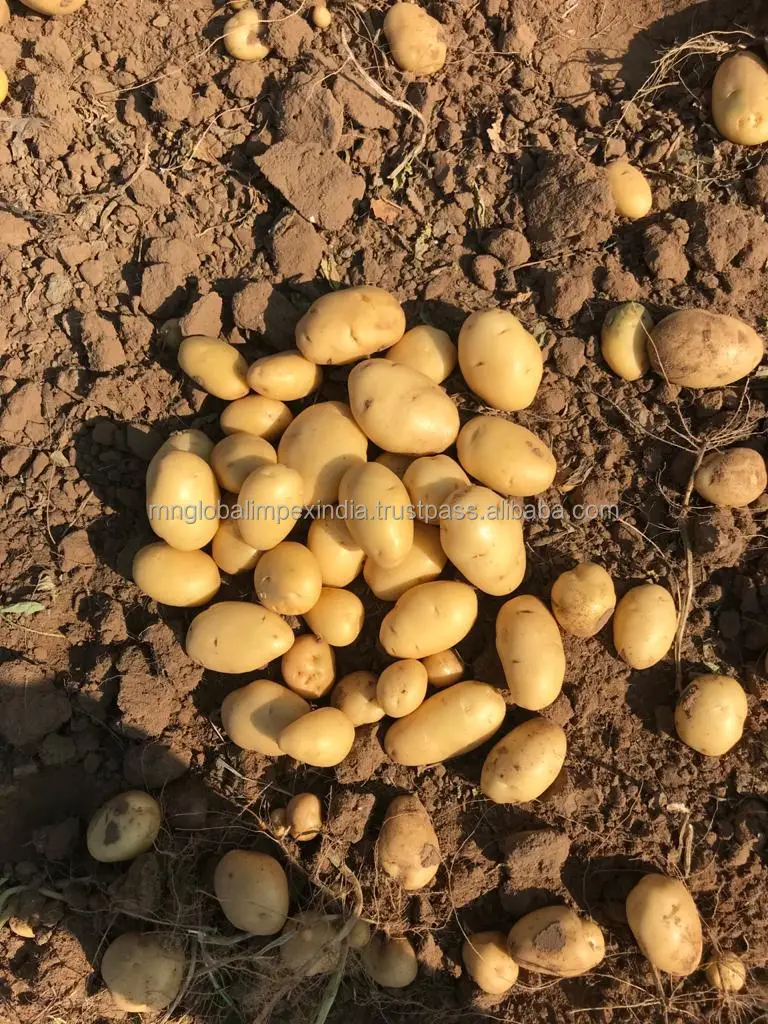 
FRESH POTATO EXPORTS TO SOMAILIA FROM INDIA 
