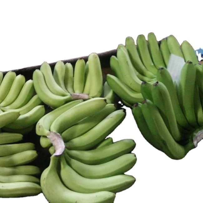 Fresh Cavendish Banana Available For Export