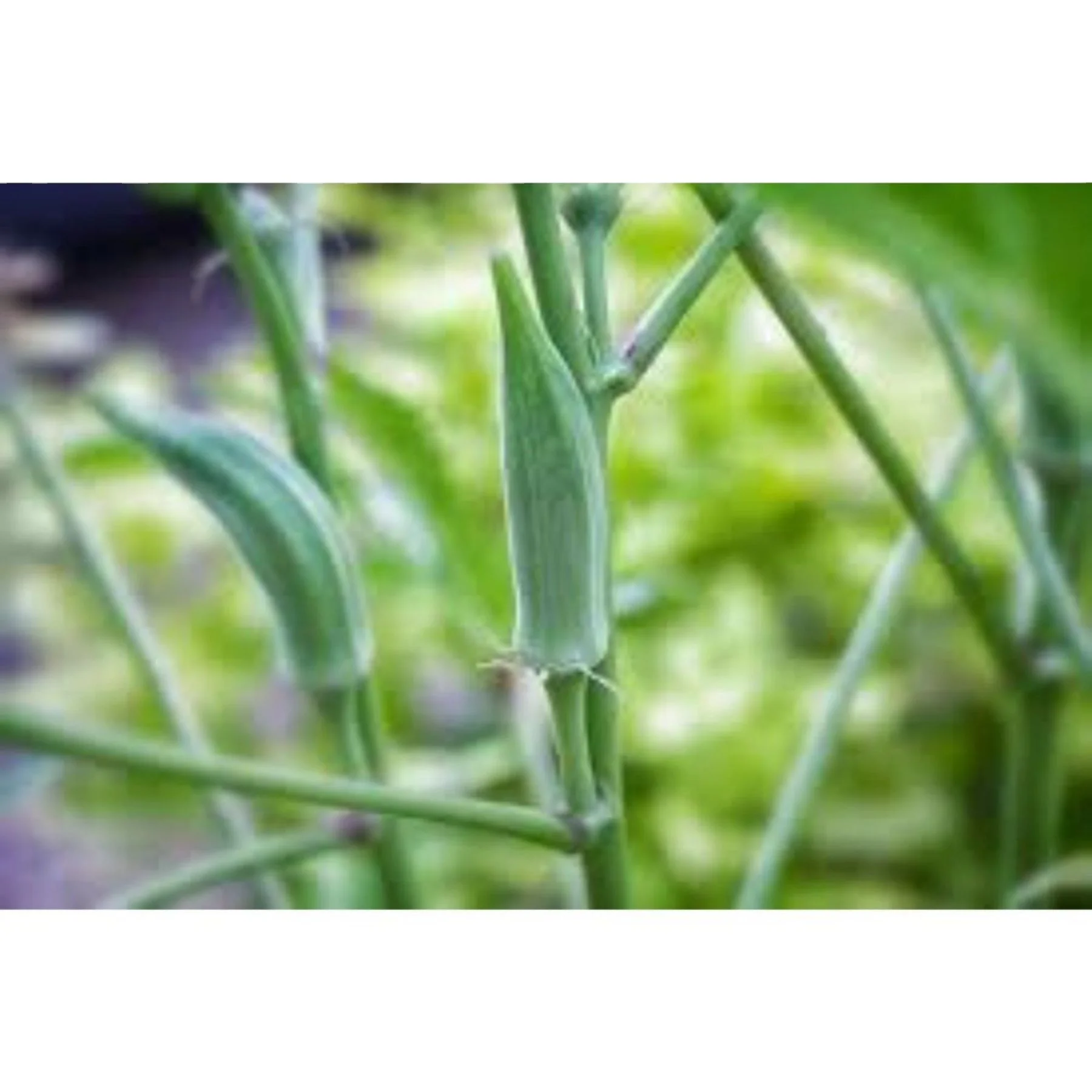 Компания-производитель Okra awa