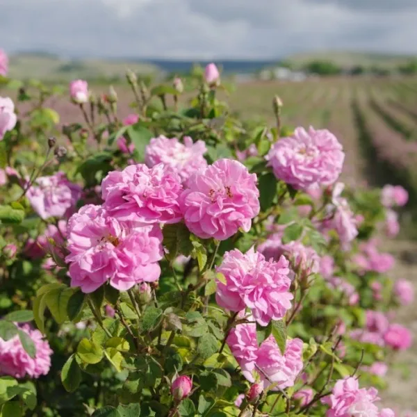 pure rose fragrance Made In India