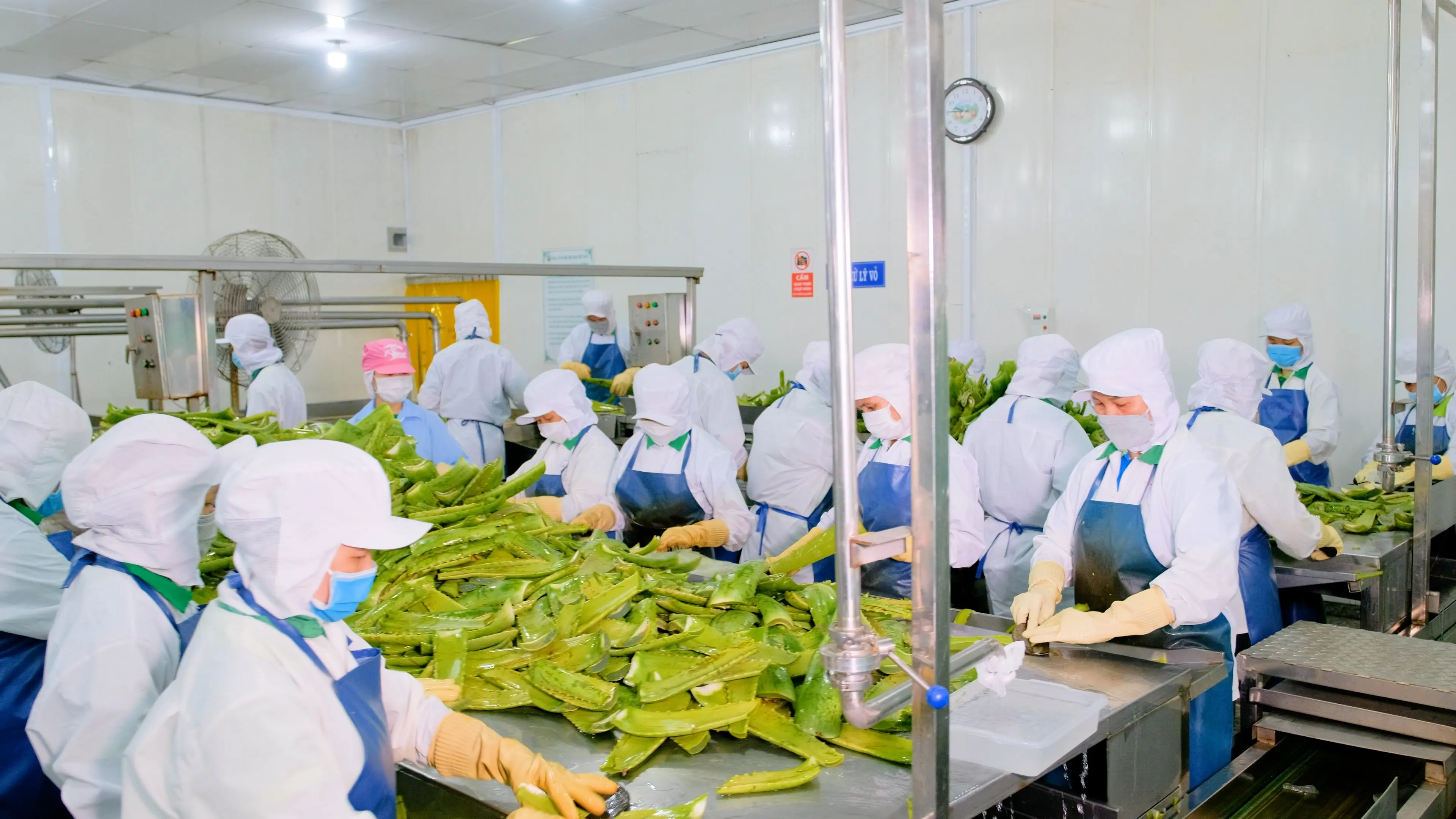 490ml bottle VINUT Fresh Aloe vera water Original Vietnam Suppliers Directory Aloe vera drink Aloe Juice