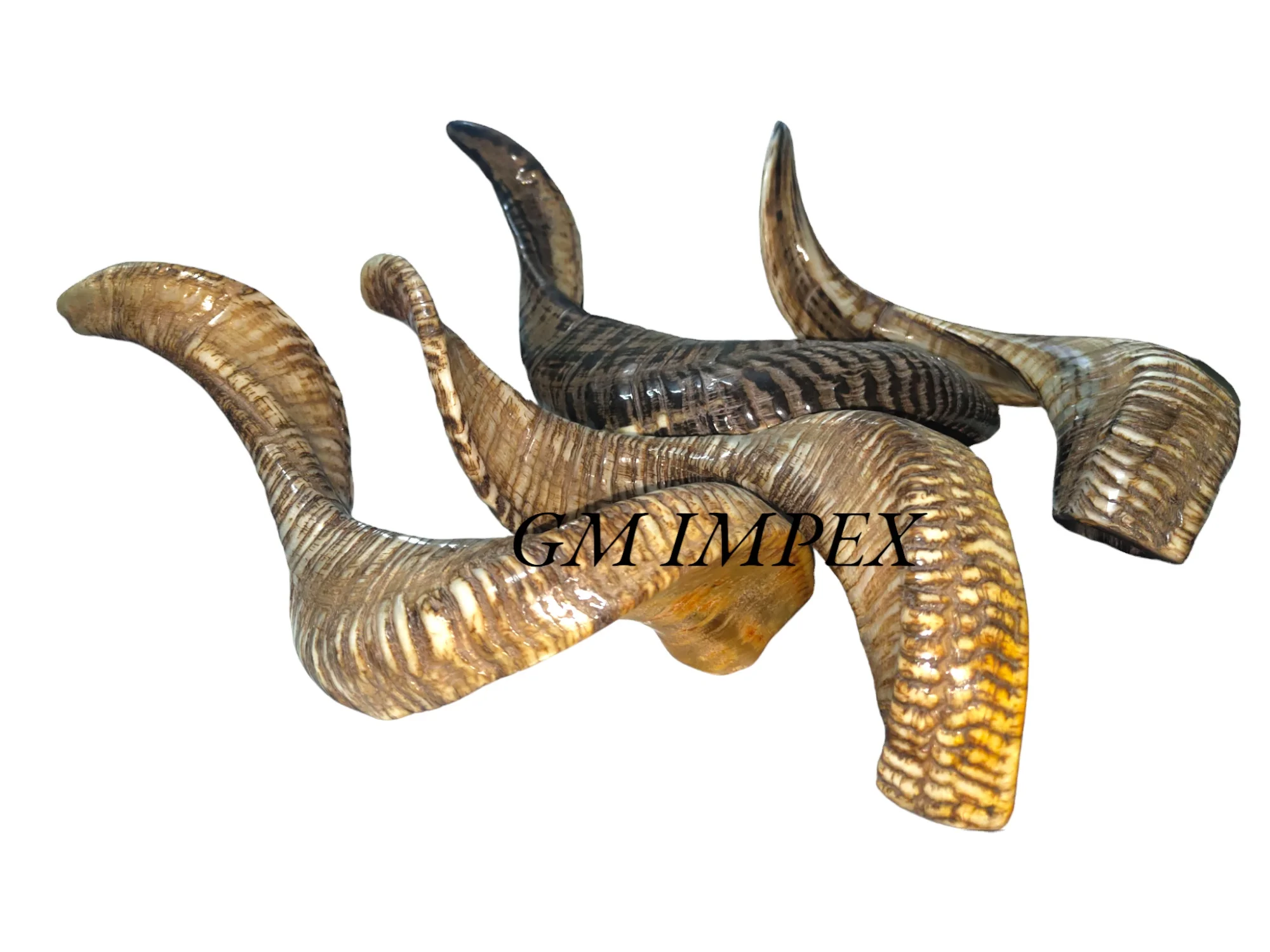 Finished and Raw Ram Horn Stocks from Indian Manufacturer Natural Crafts for Home Decoration Reasonably Priced Wholesaler