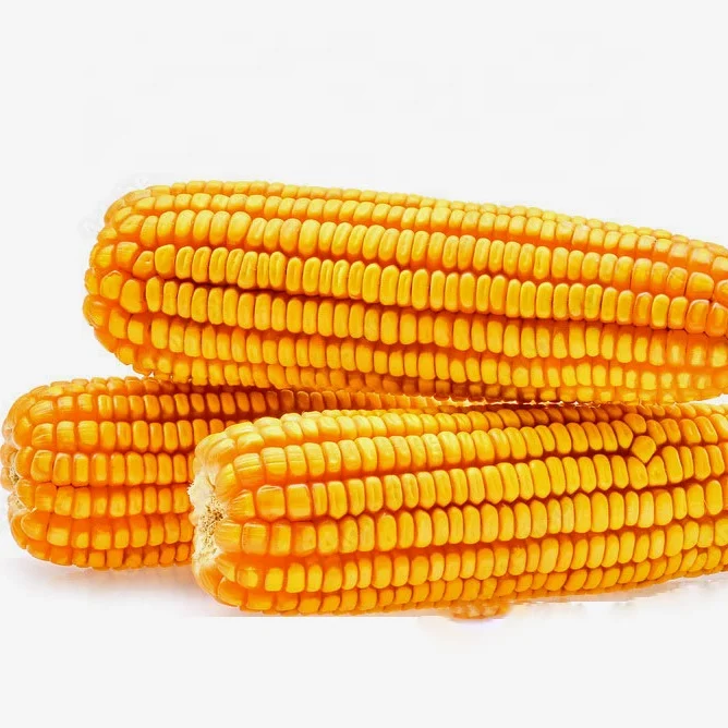 Thailand -Top Selling Non GMO Yellow Maize/Corn Cheap Price