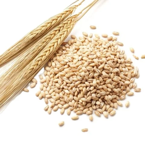 Affordable High Quality Organic Wheat Grains