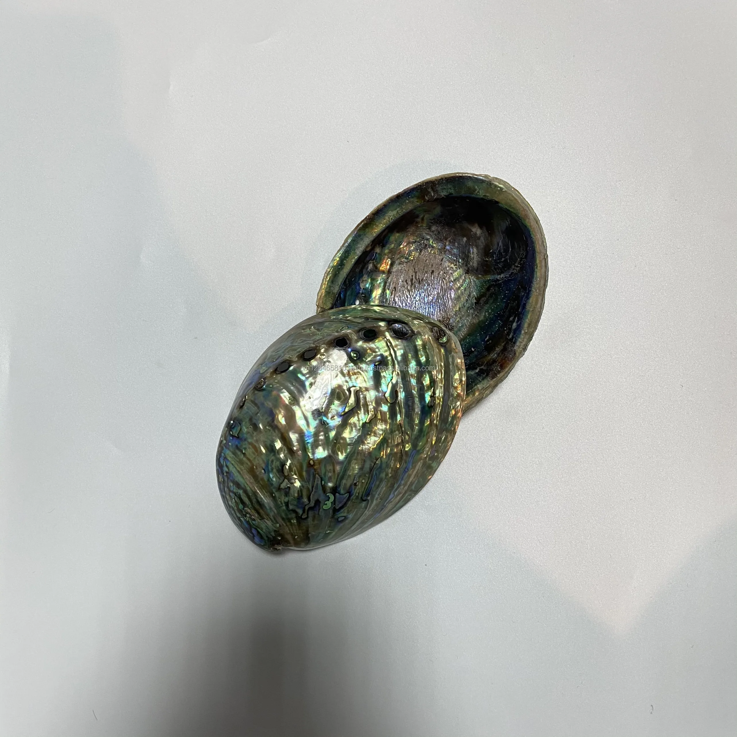 Raw Abalone Shell Art Polished Shell Vietnam Handmade Raw Abalone Decorative Shell Astray - OEM, ODM HJ ASH 001 130mm*50mm