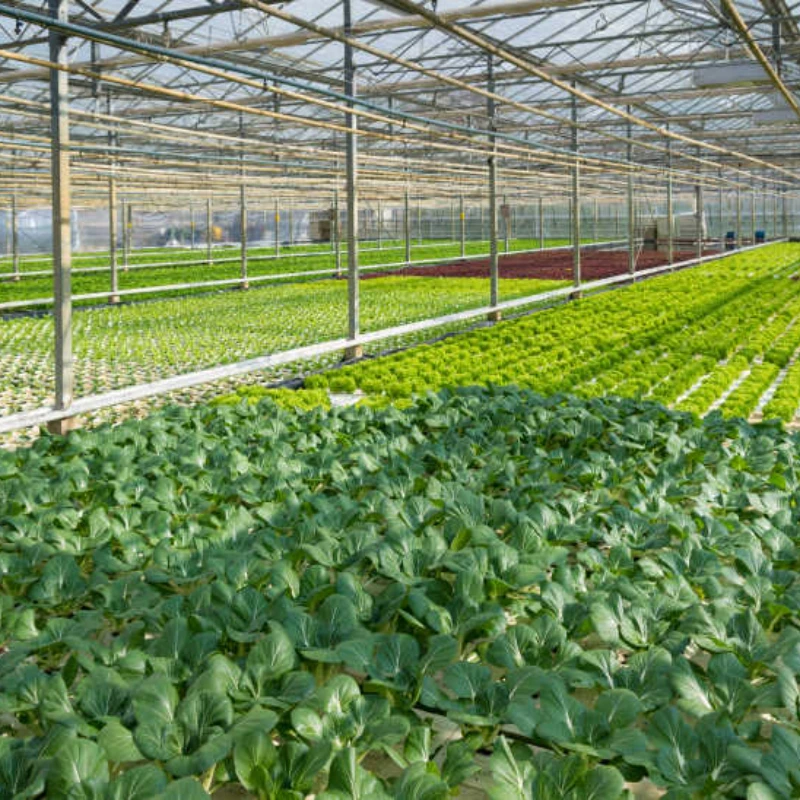 Top Sale Float Ultra White Thin Film Optical Glass Greenhouse for Strawberry/Tomato/Cucumber with Hrauponics System/Fan Boiler