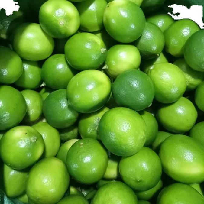 Cheap Price Seedless Lime for sale from Supplier Viet Nam with high quality
