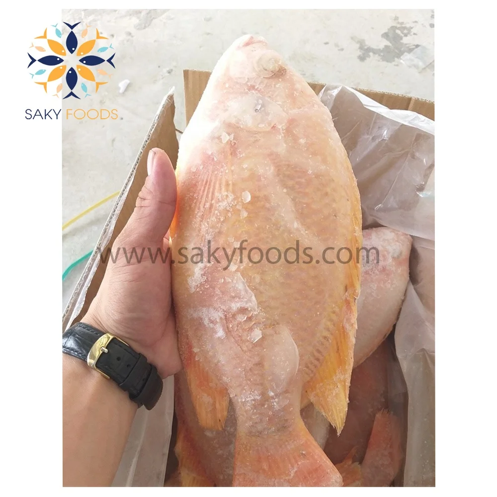Frozen Whole Round Red Tilapia Fish