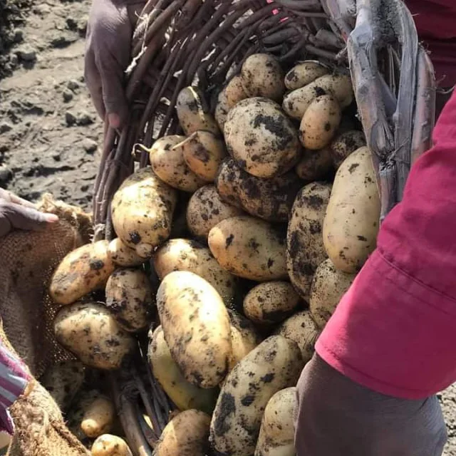 High Quality Fresh Potatoes at Low Cost for Wholesale from India