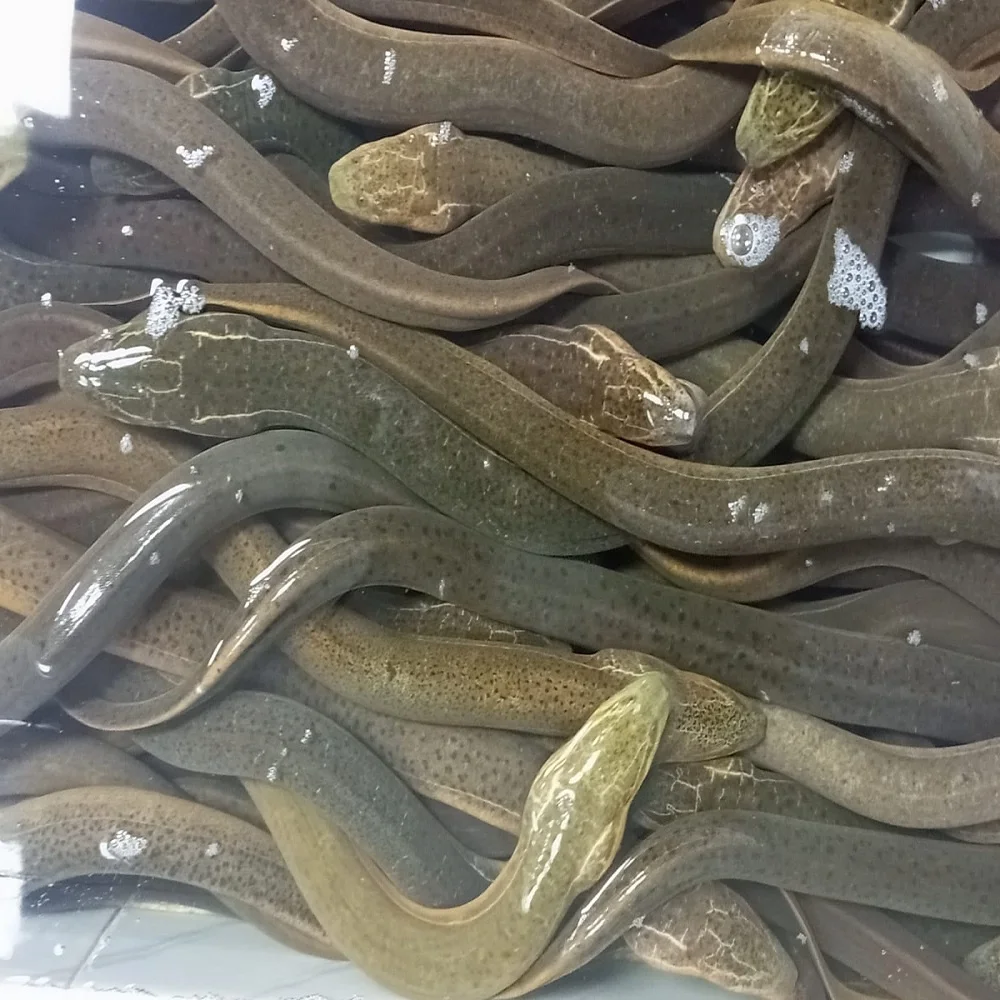 Halal and sweet water Bangladeshi Local Swamp mud Eel Fish Alive eel fish for china Hong Kong Vietnam south Korean live eel fish