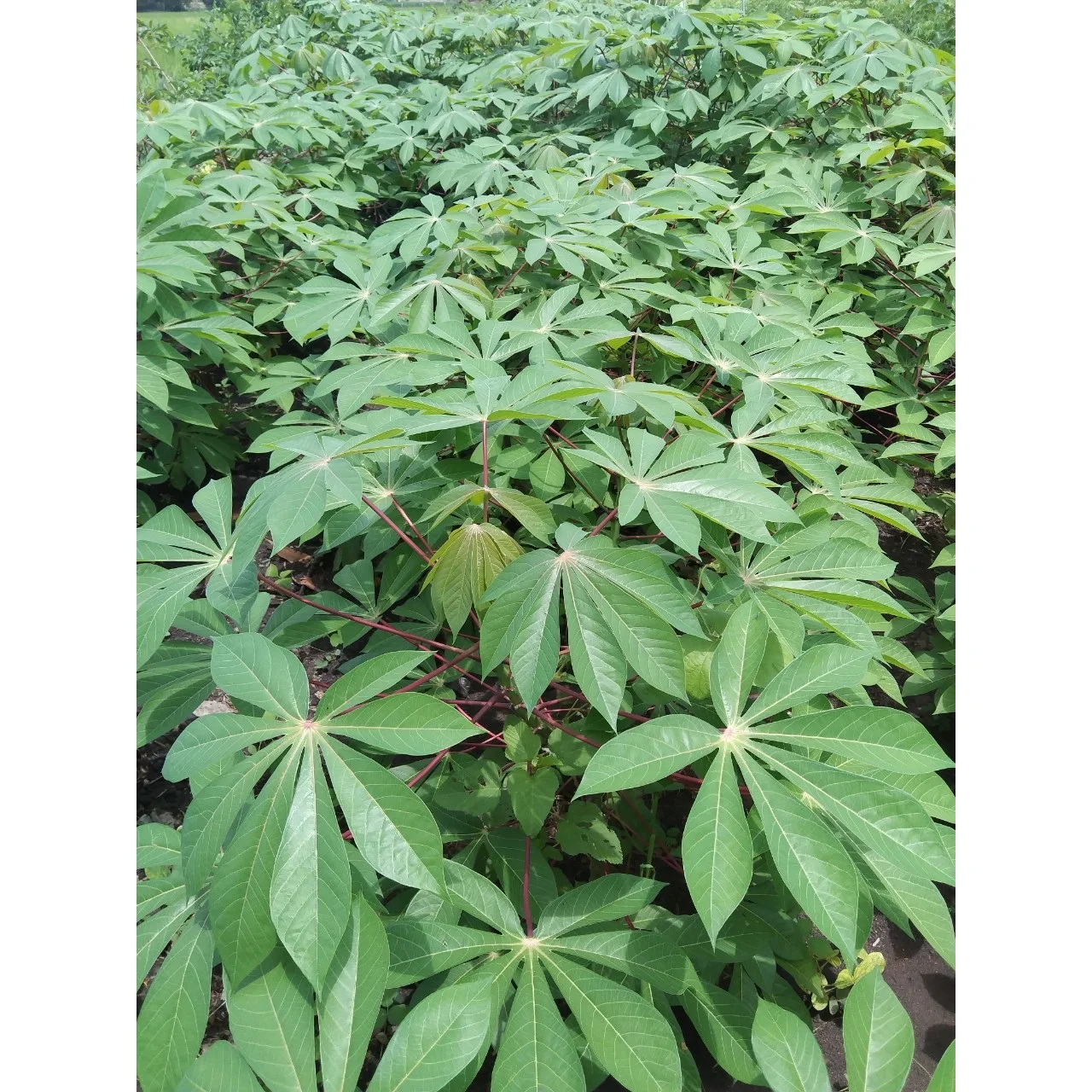 Unique Product Frozen Cassava Leaves With High Quality Origin From Vietnam By Vietnamese Company