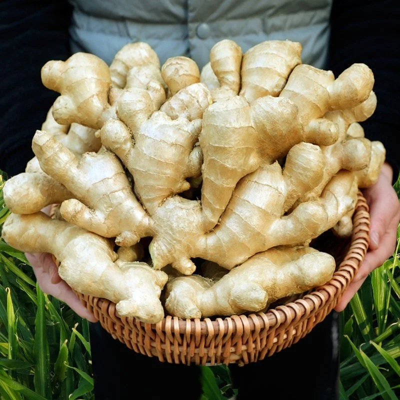 Good fat yellow Ginger fresh fat ginger new crop Chinese Fresh Ginger for sale from factory