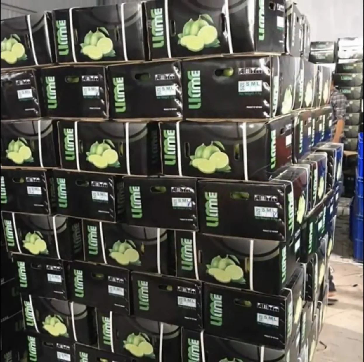 Fresh Seedless Lime Lemon Tropical Fruit Sour Taste Green Lemon For Drinking New Crop 100% Natural