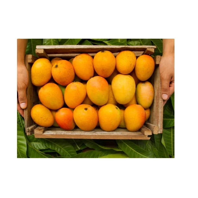 
Best Quality Fresh Mangoes From Pakistan In Affordable Price 