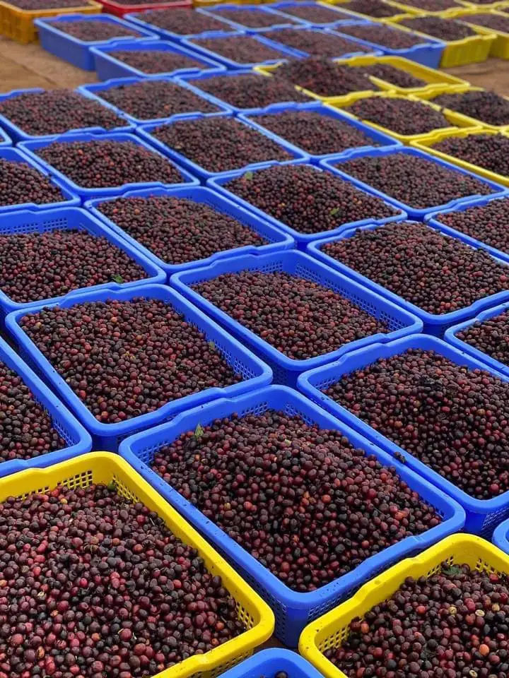 Top Selling Vietnam Green Coffee Beans Robusta/ Arabica Green beans Coffee -  Competitive Price for NEW CROP Wholesales