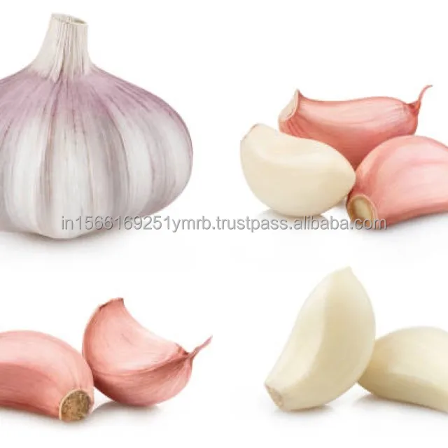 Fresh Garlic Newest Cheap Garlic High Quality Garlic Cheap Price