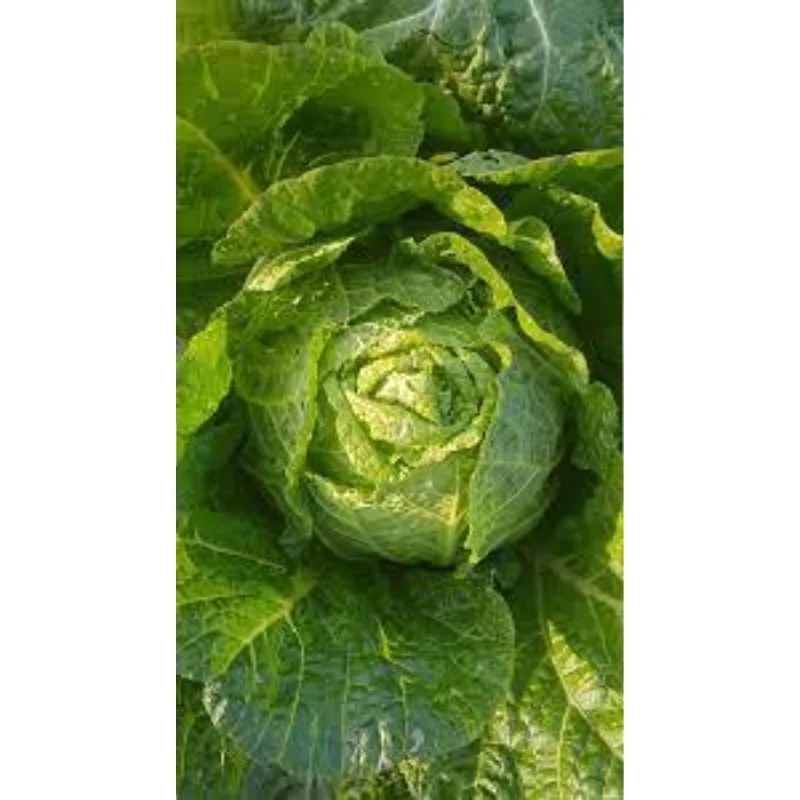 Зеленая капуста чудо-оп