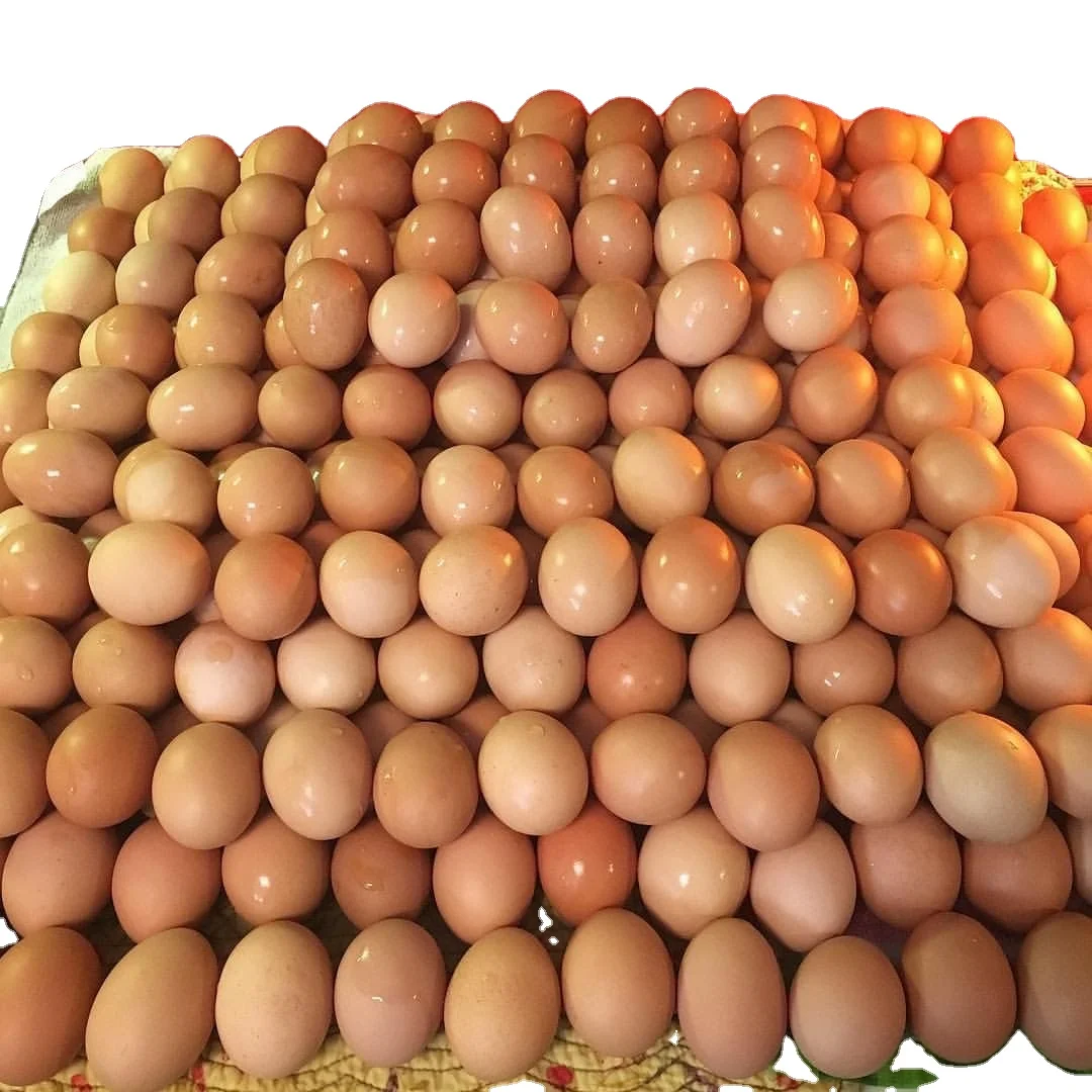 Market Price Hatching Finch Eggs Fertile Eggs for Sale Fast Delivery Broiler Hatching Eggs Ross 308 and Cobb 500 Ch