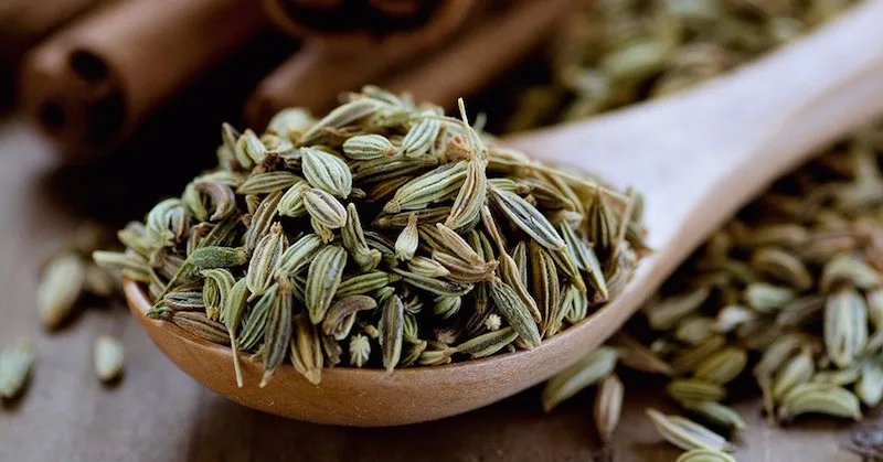 Direct Factory Price Natural Green Fennel Indian Single Spices & Herbs Buy From Indian Manufacturer at Best Rate