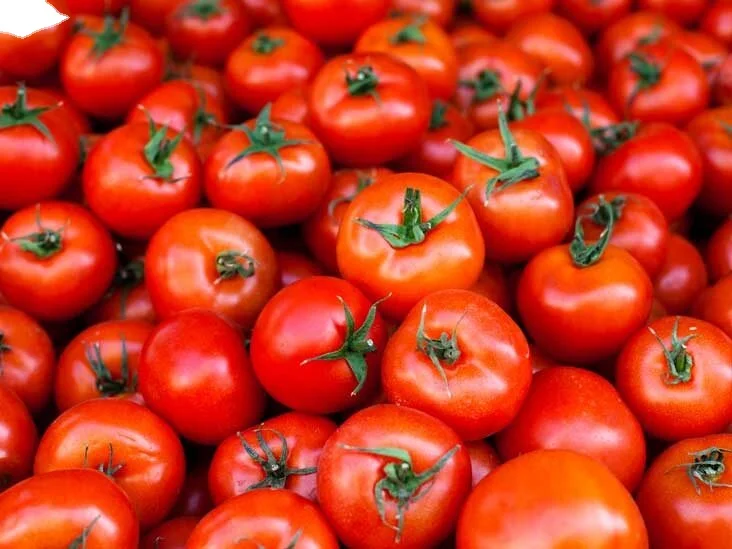 MN GLOBAL fresh vegetable  sale for tomato export in can packing