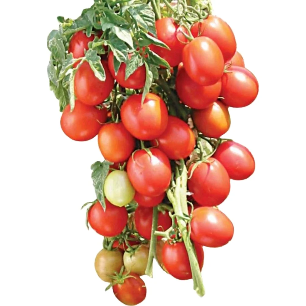 Round shape Tomato Roma VF   verity Tomato Roma VF   OP