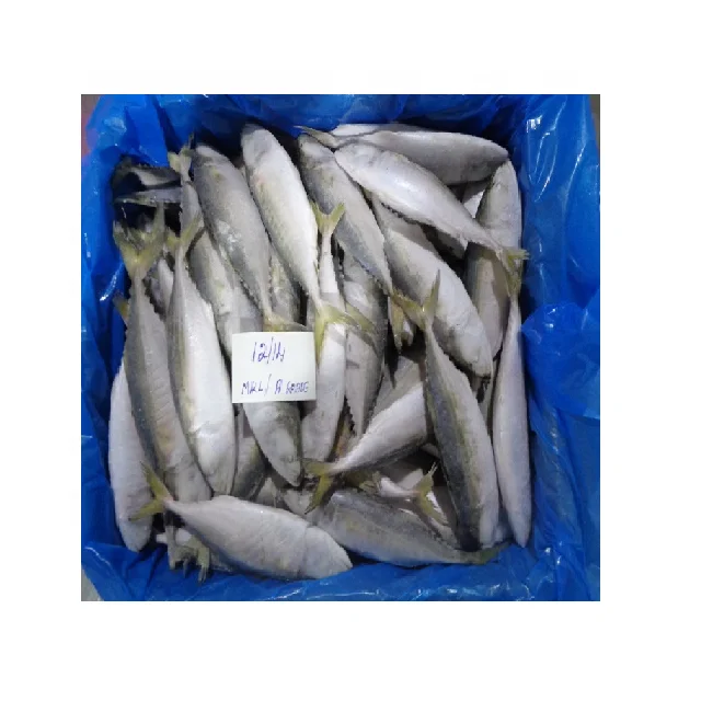 Продажа оптом самая популярная морская еда индийская скумбрия (RASTRELLIGER KANAGURTA)
