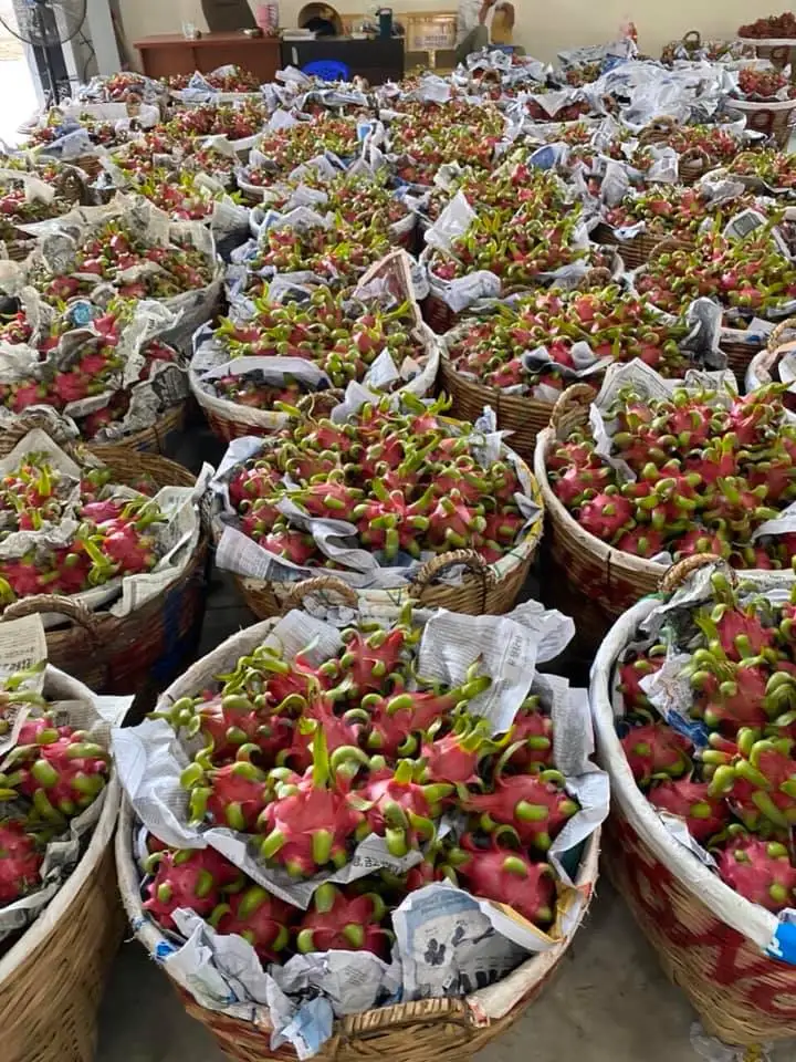 Organic Dried Fruit	Free Sample	Dragon Fruit Freeze Dried Powder	from FRUITBUYS VIETNAM