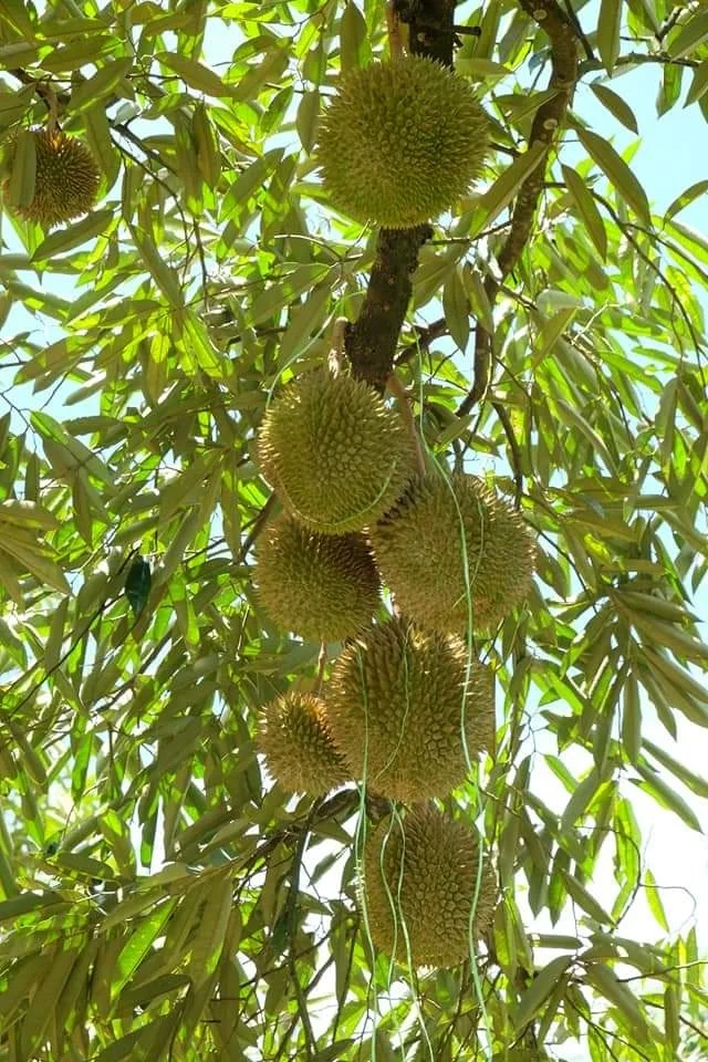 Premium Quality Frozen D197 Musang King Durian For Export Durian Malaysia Frozen Durian High Grade Flesh