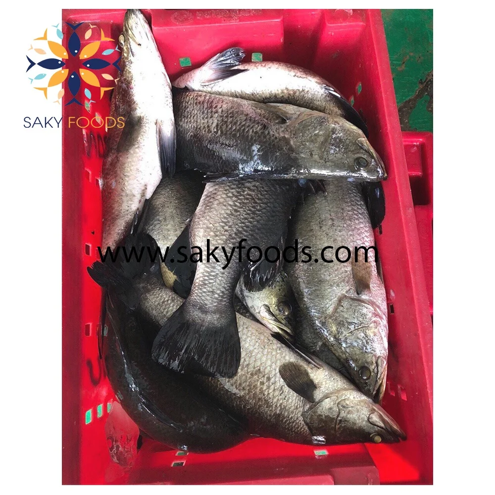 high quality frozen barramundi fish for exported to US