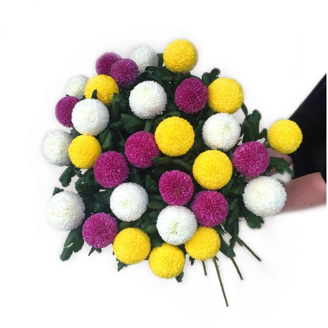 Vietnam Good Price for Chrysanthemum Constellation Pingpong Variety Mesmerizing Display Form Flower