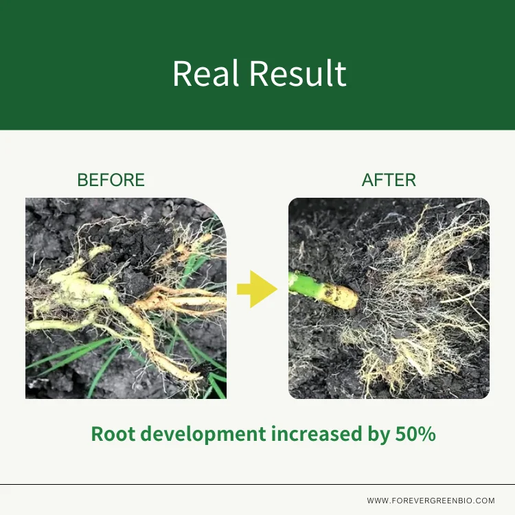 Agricultural fertilizer Organic Root plant nutrient for Durian Trees compound fertilizer