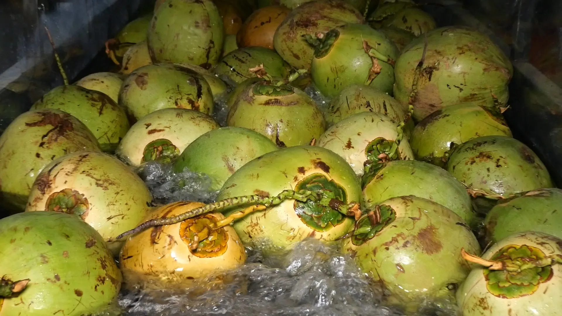 200ml Can (Tinned) Coconut Milk for cooking 12-14% Fat UHT Gluten Free and Vegan Product with Halal