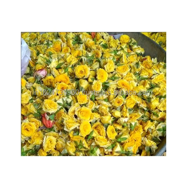 Factory best first wholesale natural fresh Yellow flower head 2-3 cm rose wholesales fresh real long lasting Export Roses Fresh