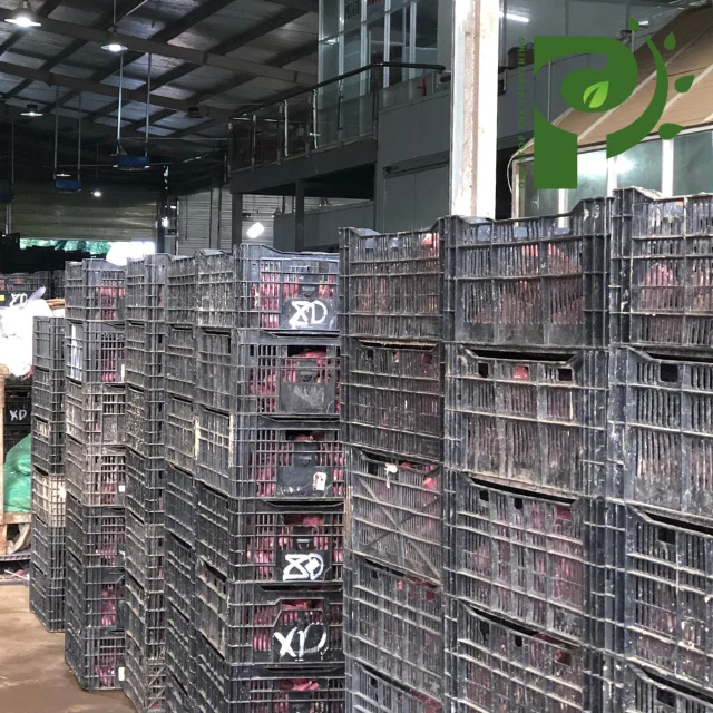 Органический фиолетовый сладкий картофель из Вьетнама высокого качества/100% натуральный картофель-оптовая продажа сладкого картофеля от вьетнамского поставщика